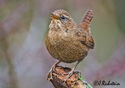 Troglodytes paciﬁcus 